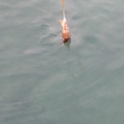 新子エギング1日目