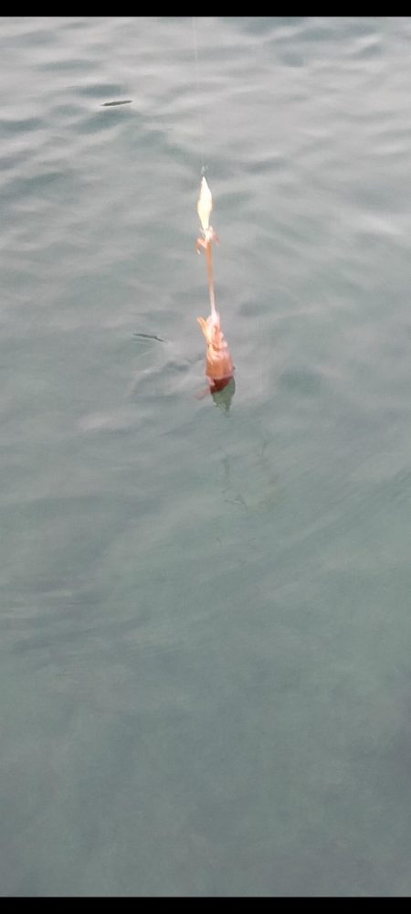 新子エギング1日目