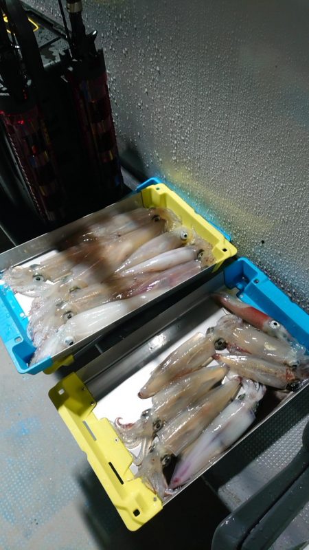 敦賀沖イカメタル