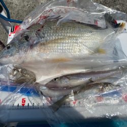 シロギスタのスミ1キビレDAY