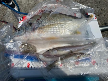 シロギスタのスミ1キビレDAY