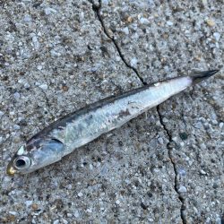 デイアコウがんばる・・・アコウ１＋タコ少々