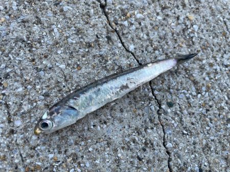 デイアコウがんばる・・・アコウ１＋タコ少々