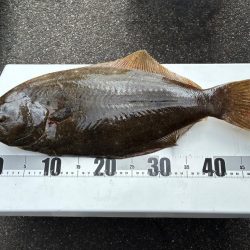 ライト落とし込み釣り