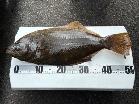 ライト落とし込み釣り