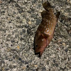 飛魚とキジハタ