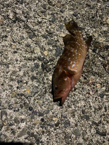 飛魚とキジハタ