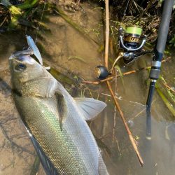 デイゲームシーバスへ