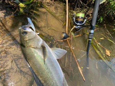 デイゲームシーバスへ