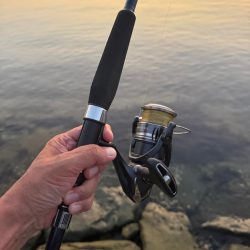 今日は狙い通りツバスでした、が、