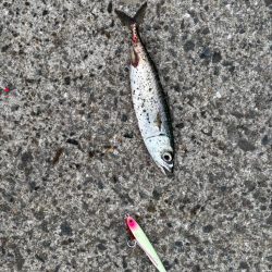 ジグサビキ　25