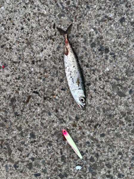 ジグサビキ　25