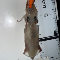 真夏のライトエギング