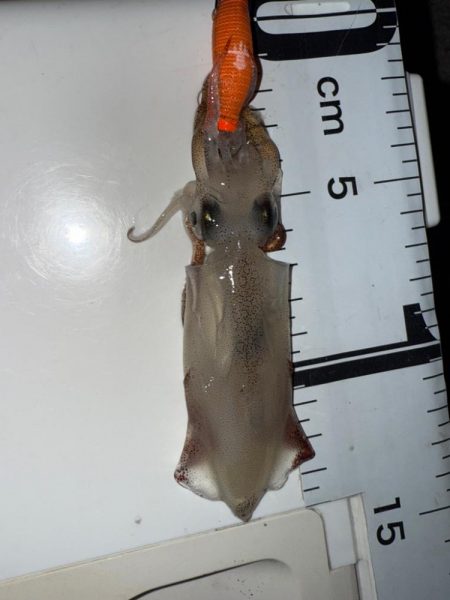 真夏のライトエギング