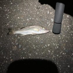 夜の電気ウキ釣り