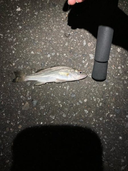 夜の電気ウキ釣り