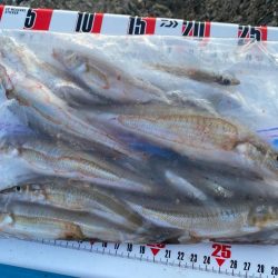 シロギスタ:酷暑の良型、今期自己ベスト22.8cm