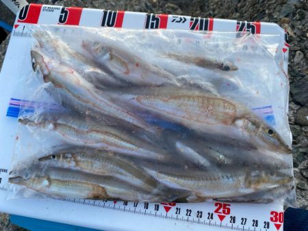 シロギスタ:酷暑の良型、今期自己ベスト22.8cm