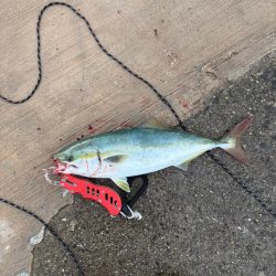 久々の武庫川一文字