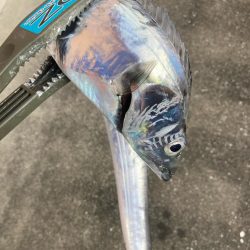 朝マズメの太刀魚調査