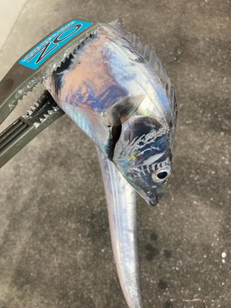 朝マズメの太刀魚調査