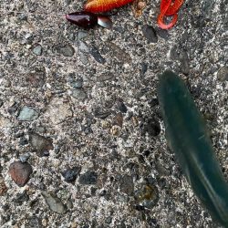 夕マヅメロックフィッシュ!