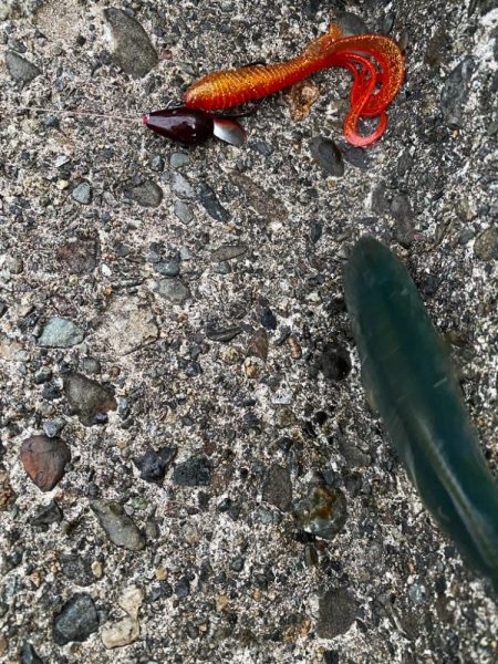 夕マヅメロックフィッシュ!