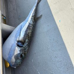 指宿・松風さんにて