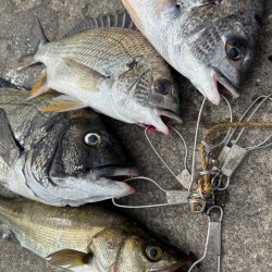 おチヌさん好調です♪