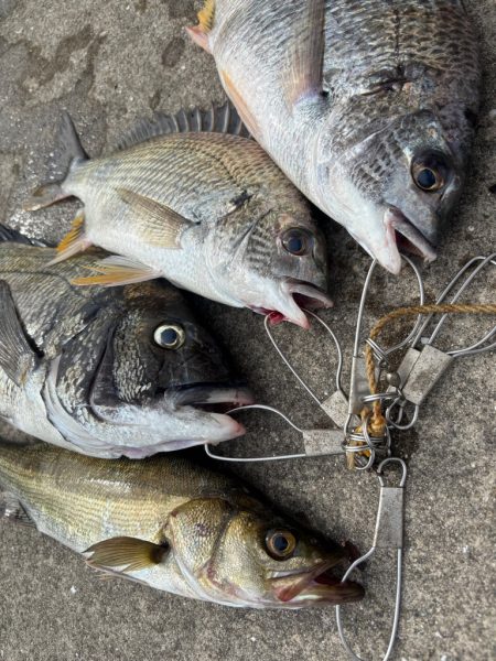 おチヌさん好調です♪