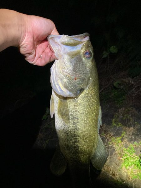 夜なら何とかなります。