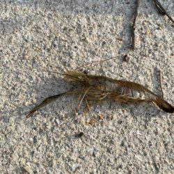 はじめてのテナガエビ