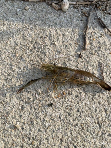 はじめてのテナガエビ