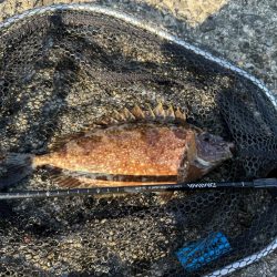 2週連続フカセ釣り