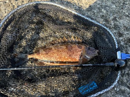 2週連続フカセ釣り