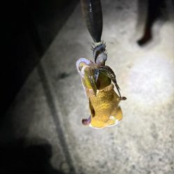 ロック&ベイビー