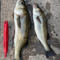 エビ撒き散らしセイゴ釣れてます