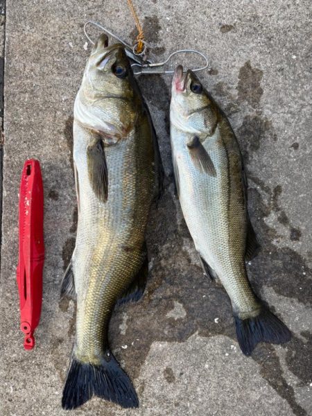 エビ撒き散らしセイゴ釣れてます