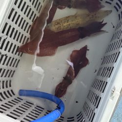 ケンサキイカ/イカメタル・オモリグ