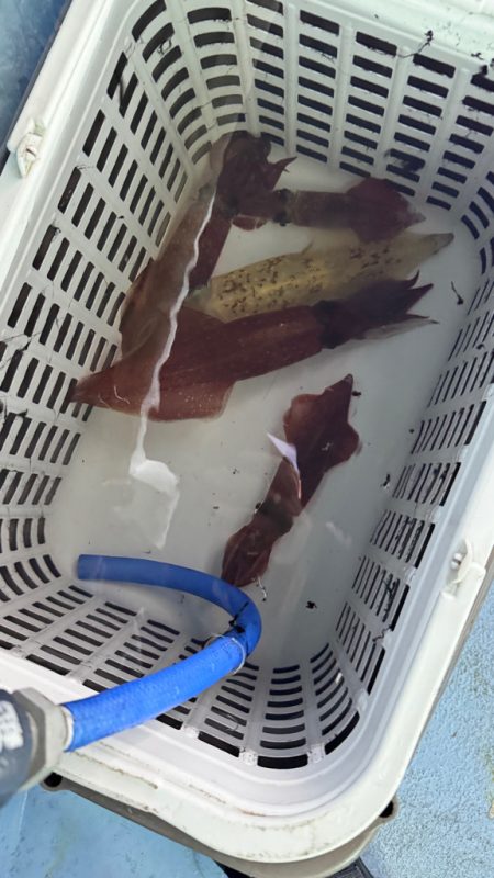 ケンサキイカ/イカメタル・オモリグ