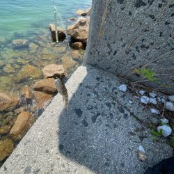 何故かサイズ小さい………