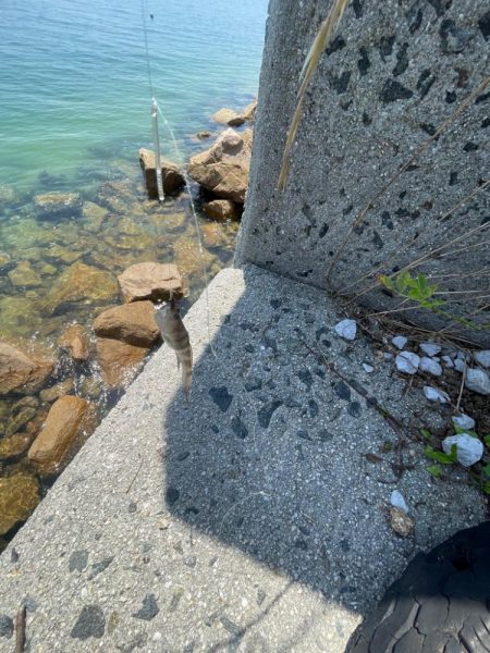 何故かサイズ小さい………