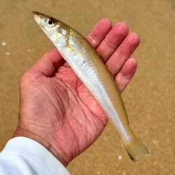 京丹後にて定番キス釣り