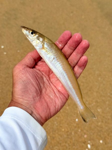 京丹後にて定番キス釣り