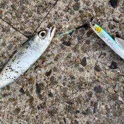 ジグサビキ　21