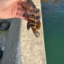 福井隙間時間釣行