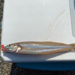 チャリコギスタ