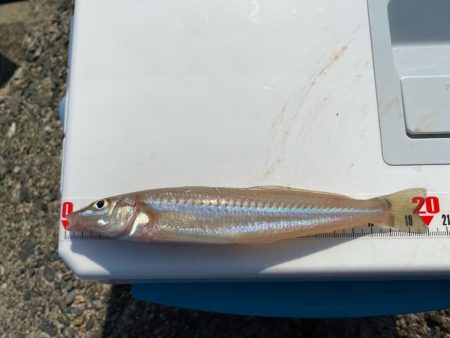 チャリコギスタ