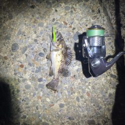 久しぶりのライトゲーム