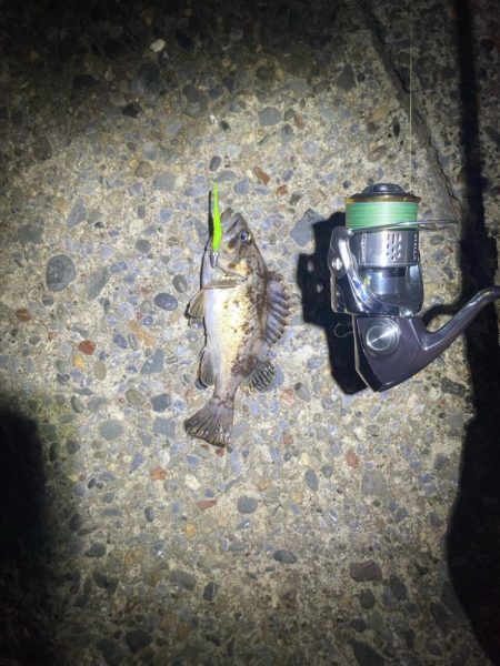 久しぶりのライトゲーム